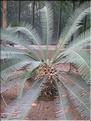 Cycas edule
