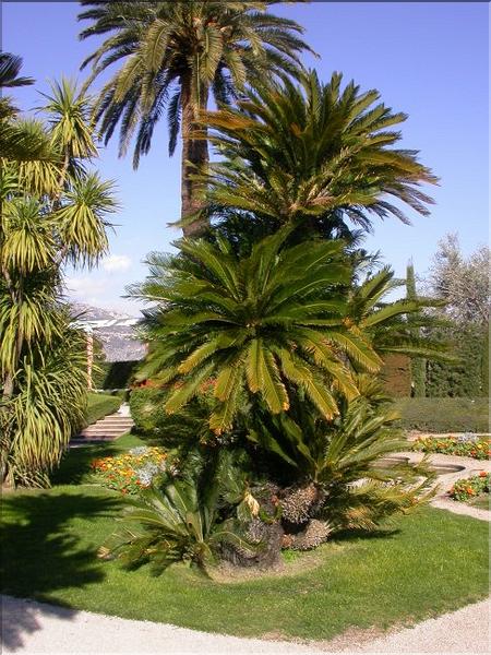Cycas revoluta 2