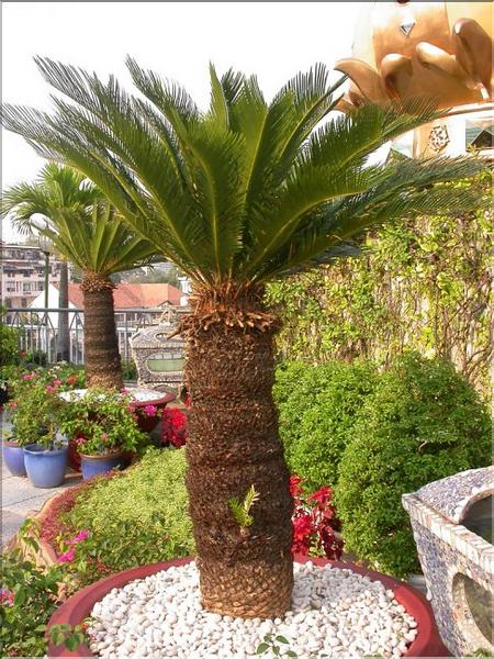 Cycas revoluta 3