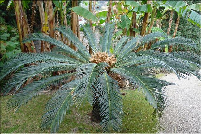Cycas revoluta 4