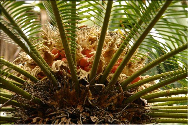 Cycas revoluta 5