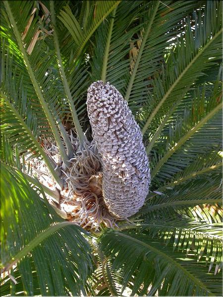 Cycas revoluta male