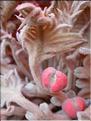 Cycas revoluta ovules