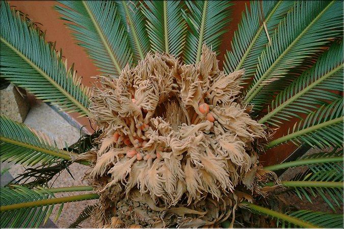 Cycas revoluta pied femelle