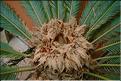 Cycas revoluta pied femelle