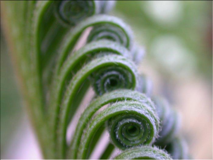 Cycas revoluta prefoliation 2