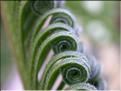 Cycas revoluta prefoliation 2