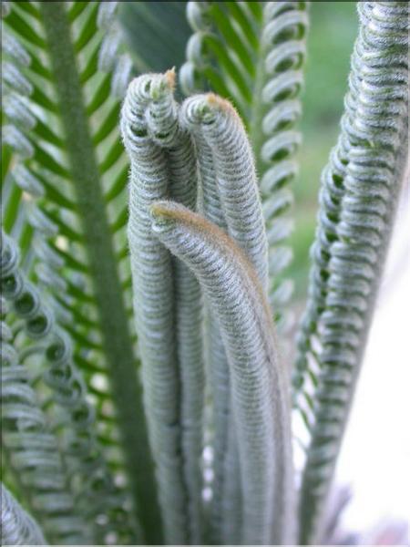 Cycas revoluta prefoliation