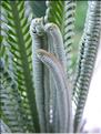 Cycas revoluta prefoliation