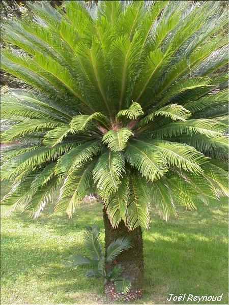 Cycas revoluta