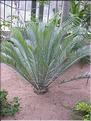 Encephalartos lehmannii 1