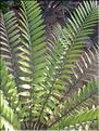 Encephalartos natalensis 2