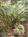 Zamia furfuracea 1