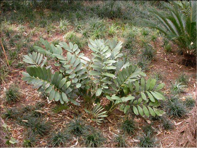 Zamia furfuracea 2
