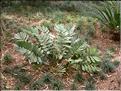 Zamia furfuracea 2